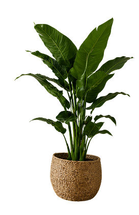 Potted plant